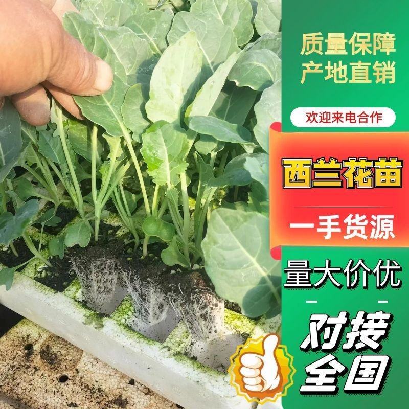 云南西兰花苗，菲翠11号，产量高苗子根系发达欢迎考察
