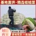 优质娃娃菜品质保证自产自销人工挑选量大优惠欢迎来电