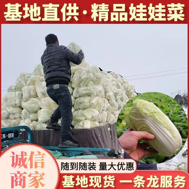 优质娃娃菜品质保证自产自销人工挑选量大优惠欢迎来电