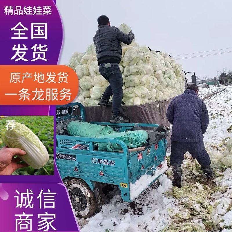 许昌娃娃菜大娃娃菜基地现货供应随到随装量大优惠