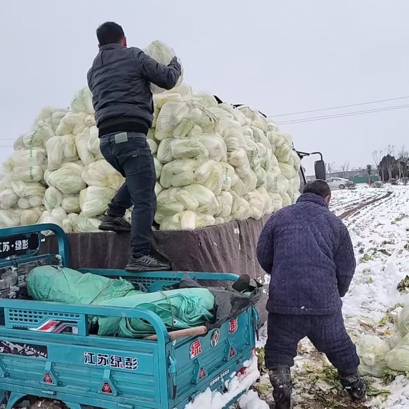 许昌娃娃菜大娃娃菜基地现货供应随到随装量大优惠