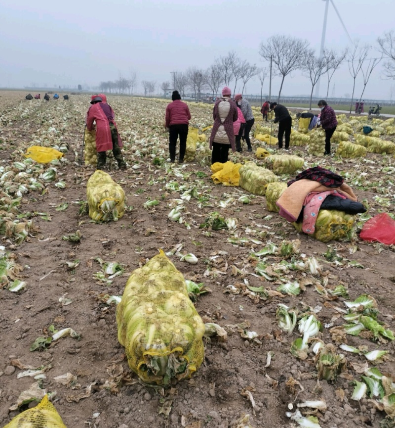 许昌娃娃菜大娃娃菜基地现货供应随到随装量大优惠