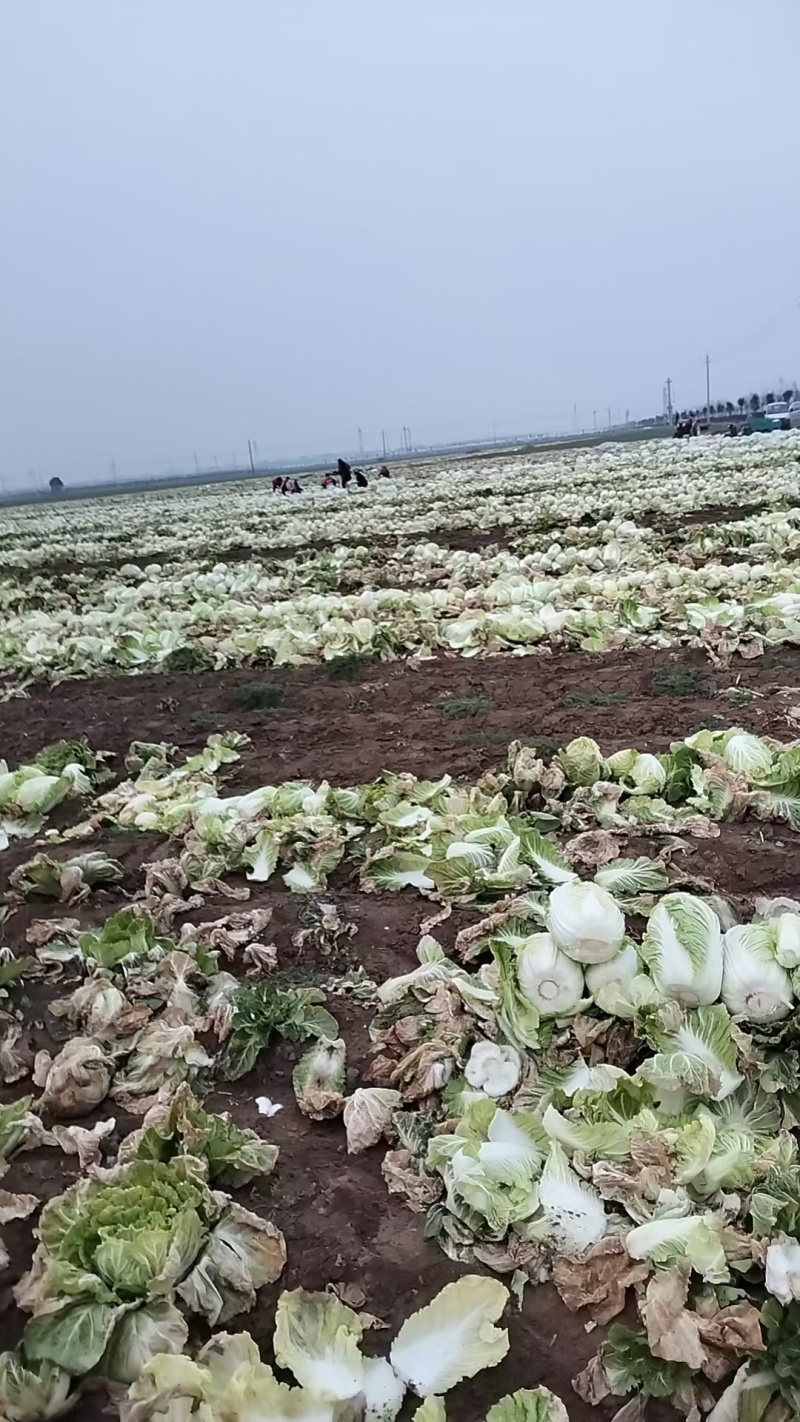 许昌娃娃菜大娃娃菜基地现货供应随到随装量大优惠