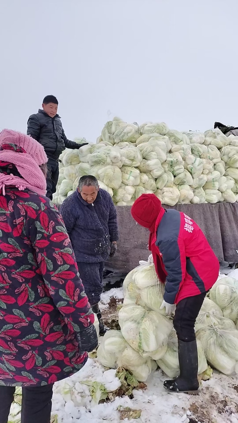 许昌娃娃菜大娃娃菜基地现货供应随到随装量大优惠