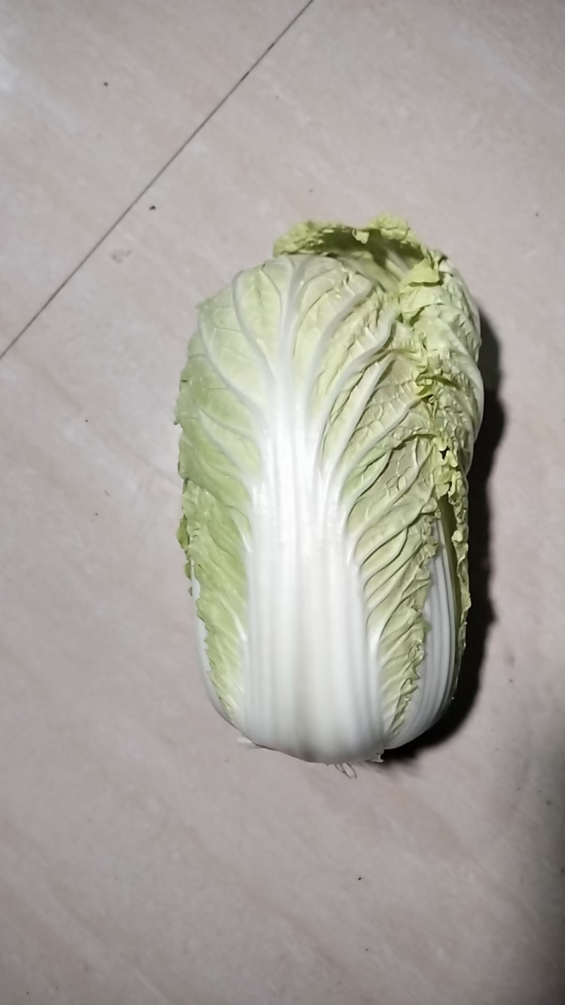 《精品大娃娃菜》现货供应基地直供量大从优欢迎来电
