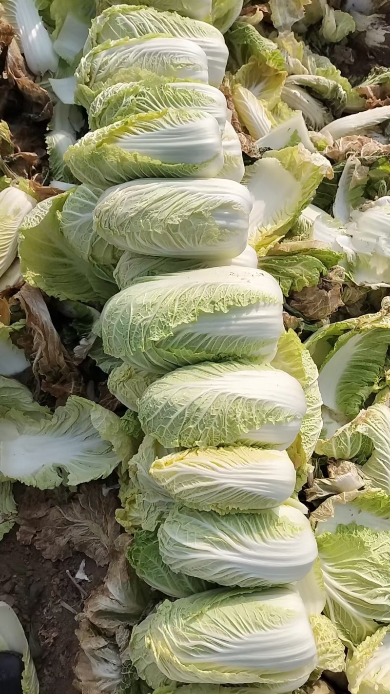 《精品大娃娃菜》现货供应基地直供量大从优欢迎来电