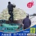 《现货供应中》大娃娃菜自产自销量大从优随到随装