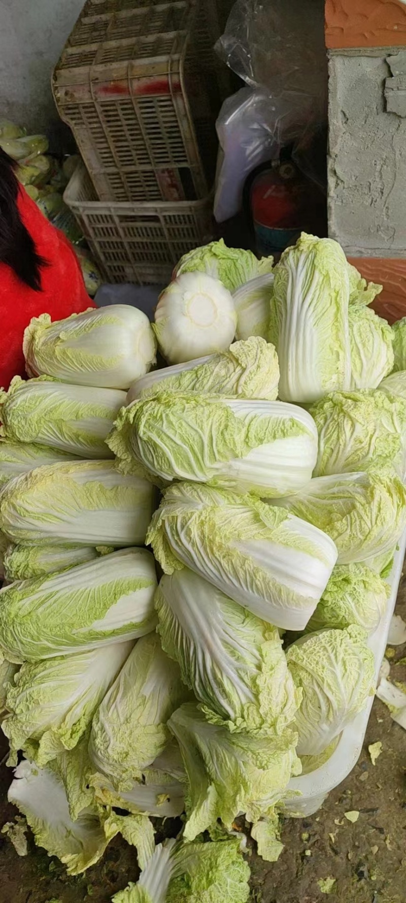 《现货供应中》大娃娃菜自产自销量大从优随到随装