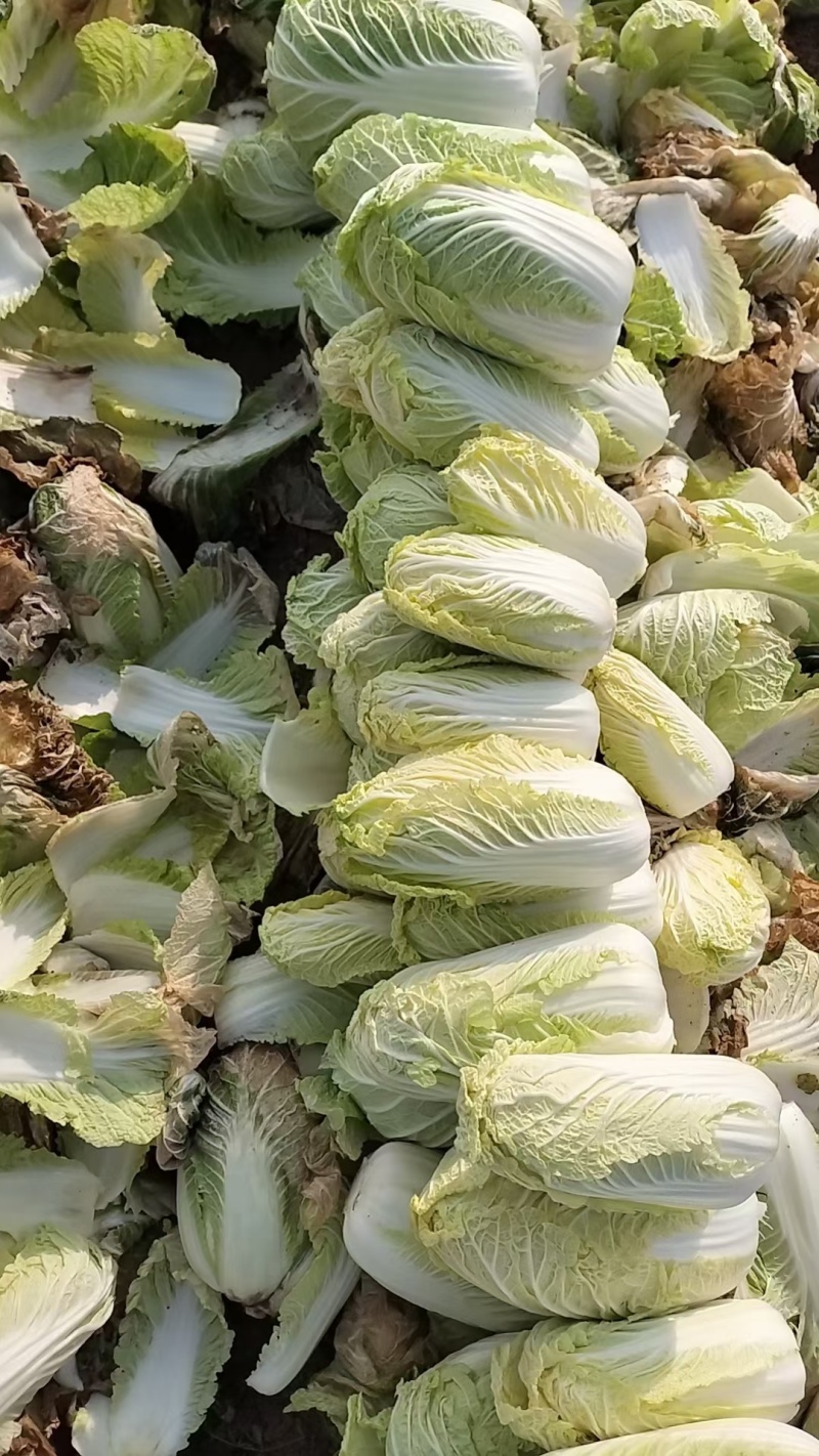 《现货供应中》大娃娃菜自产自销量大从优随到随装