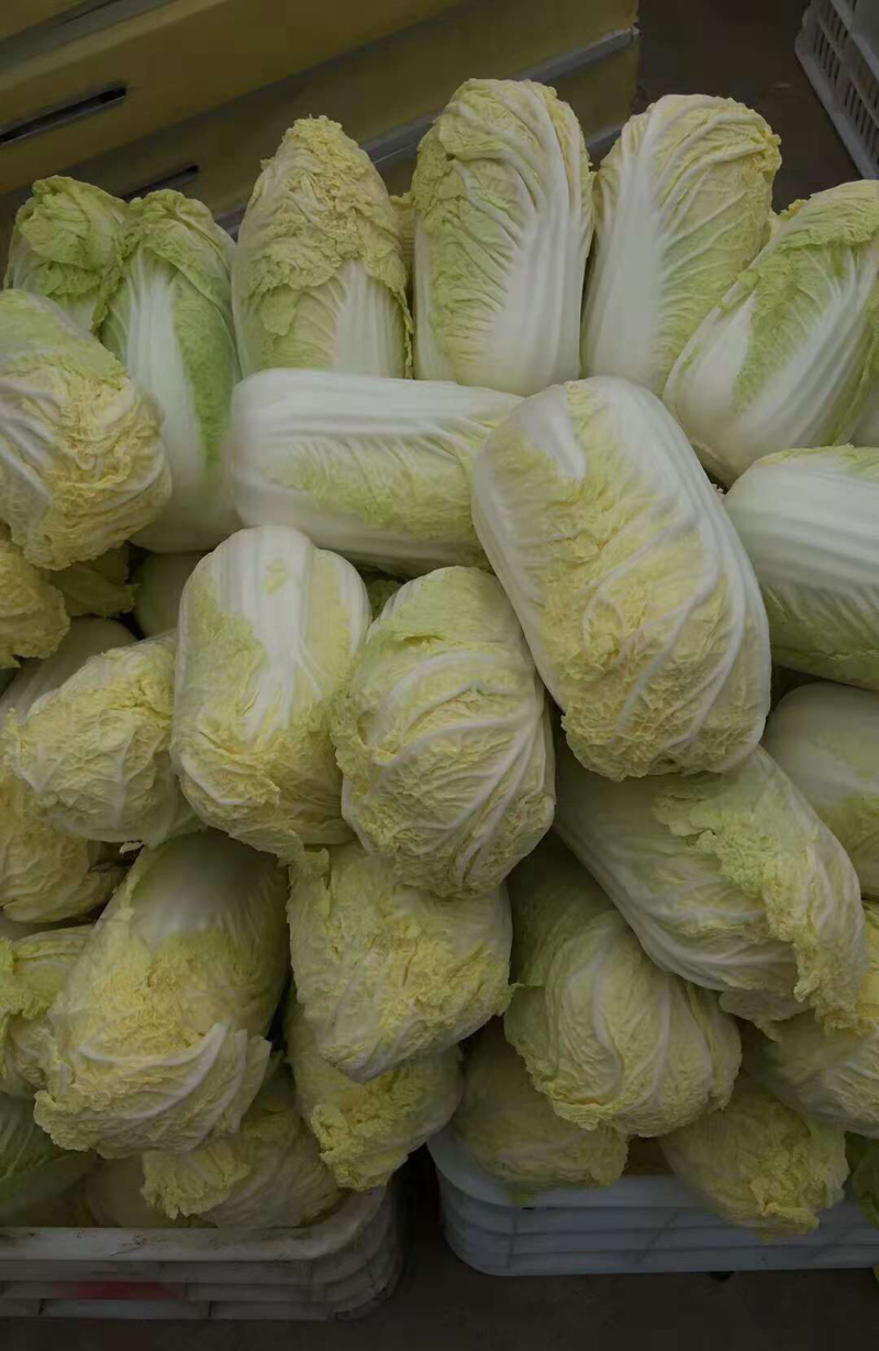 《自产自销》大娃娃菜周口娃娃菜规格齐全现货供应中