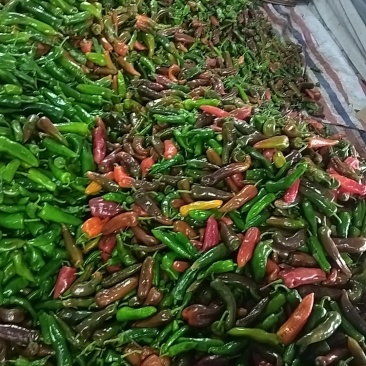 精品彩辣椒