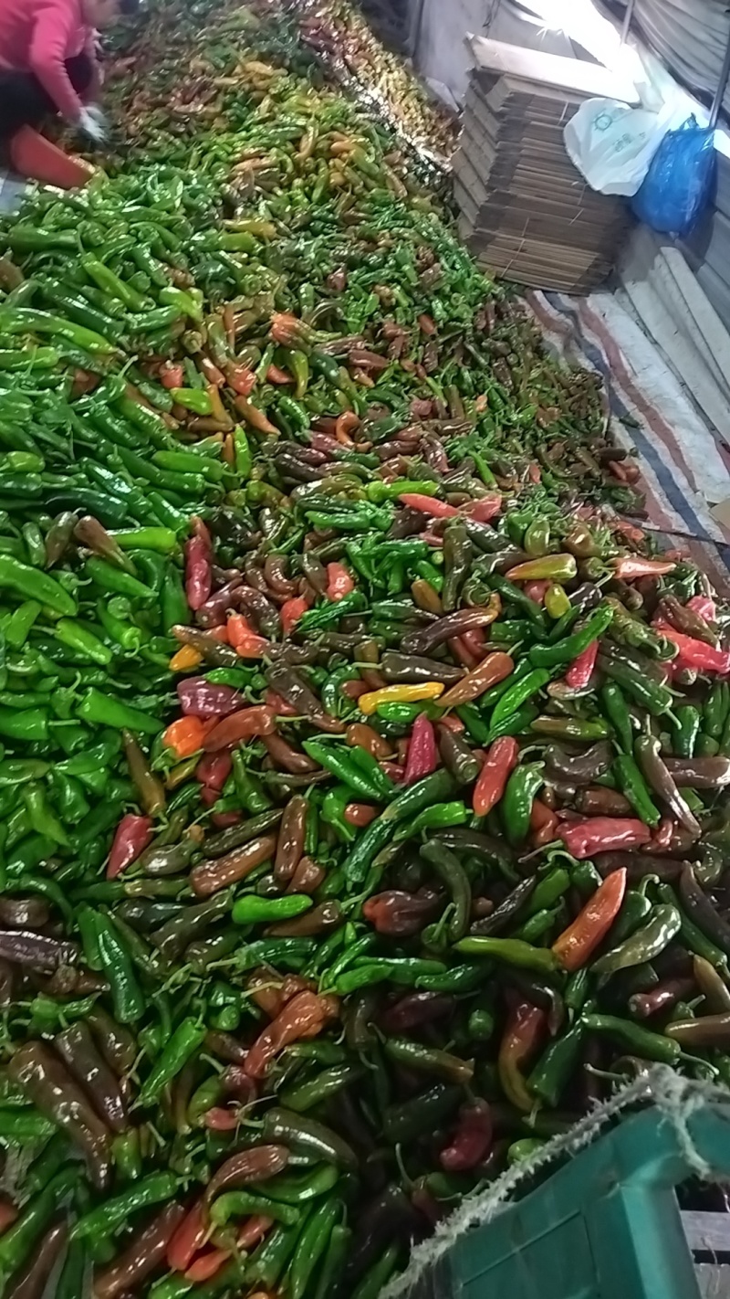 精品彩辣椒