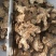 苍术，内蒙苍术朱砂点多新货无硫过四个筛有现货接单秒发货