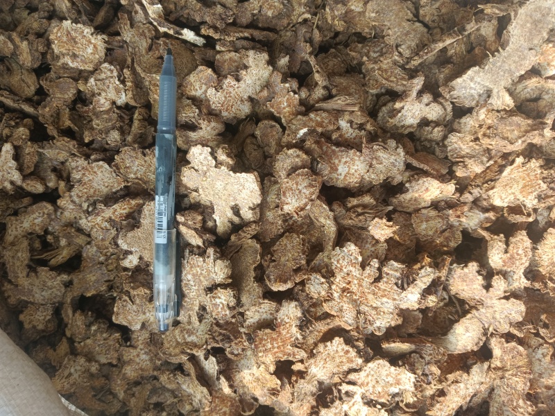 苍术，内蒙苍术朱砂点多新货无硫过四个筛有现货接单秒发货