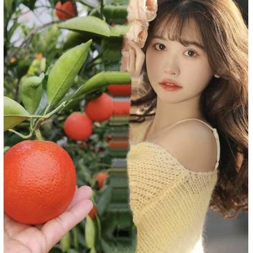 【精品推荐】四川血橙，产地一手货源，对接全国各地客商前来
