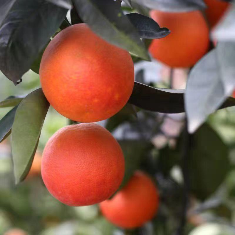 【精品推荐】四川血橙，产地一手货源，对接全国各地客商前来
