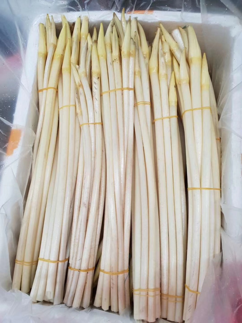 四季大量供应越南新鲜藕带