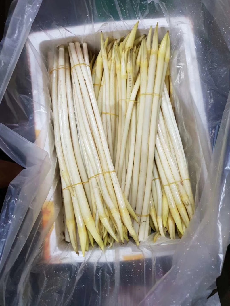 四季大量供应越南新鲜藕带