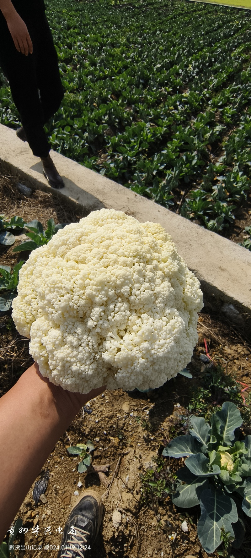 有机花菜