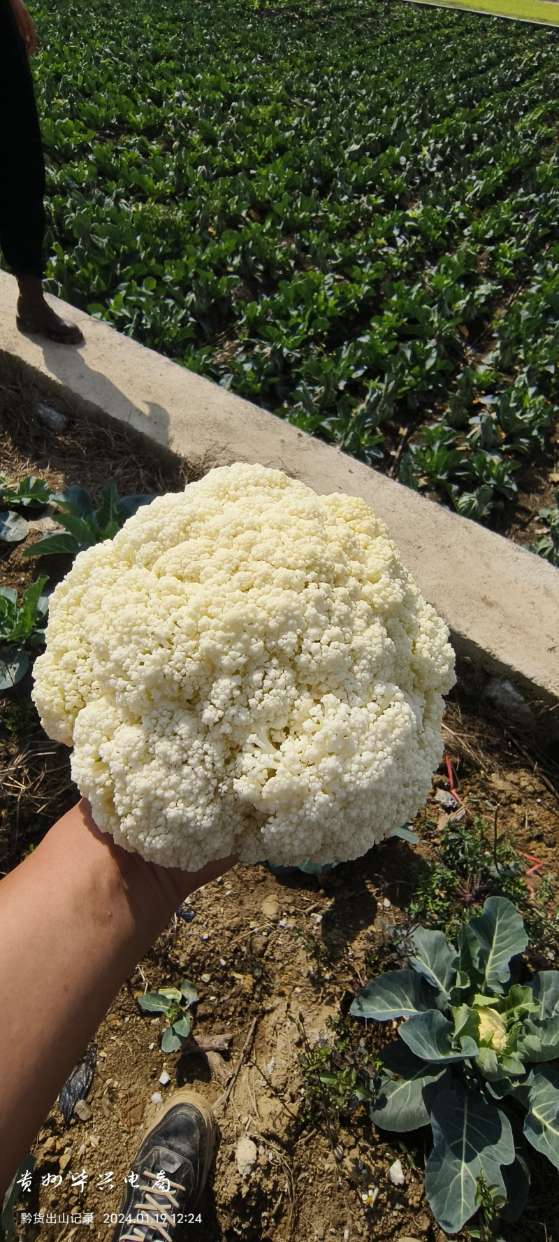 有机花菜