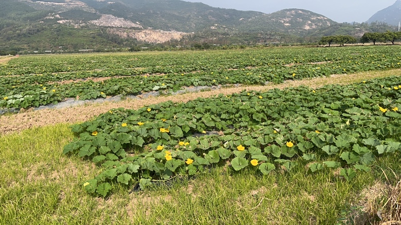 展示一片整齐的贝贝南瓜田,藤蔓匍匐生长,叶片浓绿,部分花朵开放,农民正在检查植株健康状况;田块采用高垄覆黑膜栽培,配有滴灌带 贝贝南瓜田间定植与生长实景图