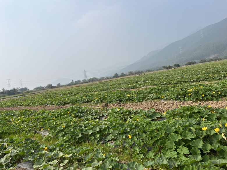 真贝贝板栗味南瓜种植基地航拍图