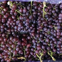 红宝石葡萄大量有货
