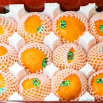 【一件代发】明日见柑橘皇后产地发货质量保证欢迎下单