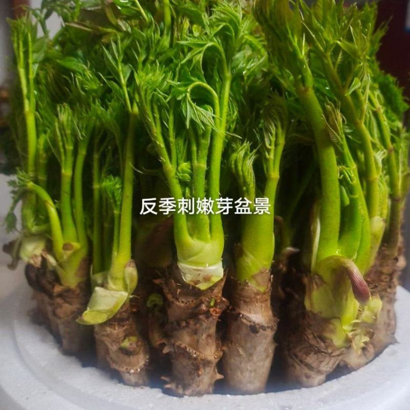 刺嫩芽盆景