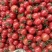 千禧圣女果，产地直供诚信合作，千禧果t7，千禧圣女果系列