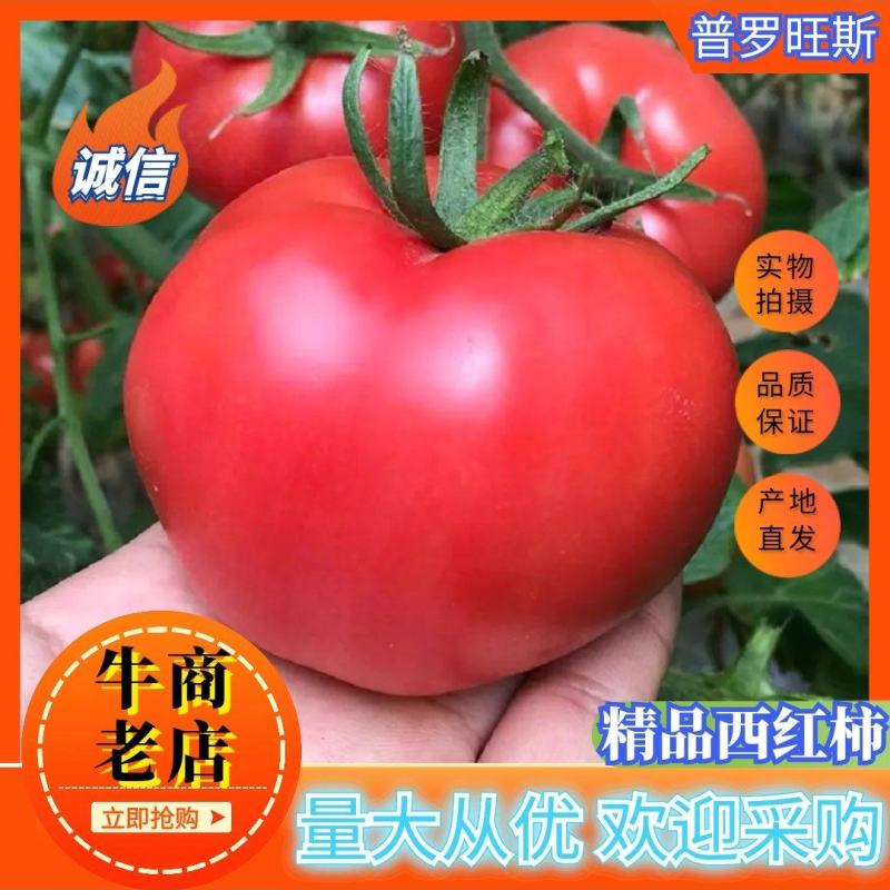精品普罗旺斯西红柿产地直发供应商超市场电商团购欢迎来电