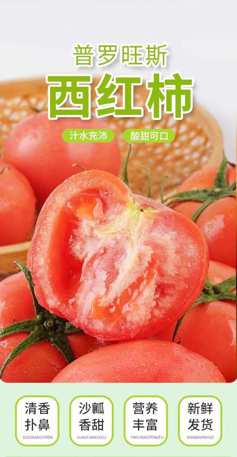 精品普罗旺斯西红柿产地直发供应商超市场电商团购欢迎来电