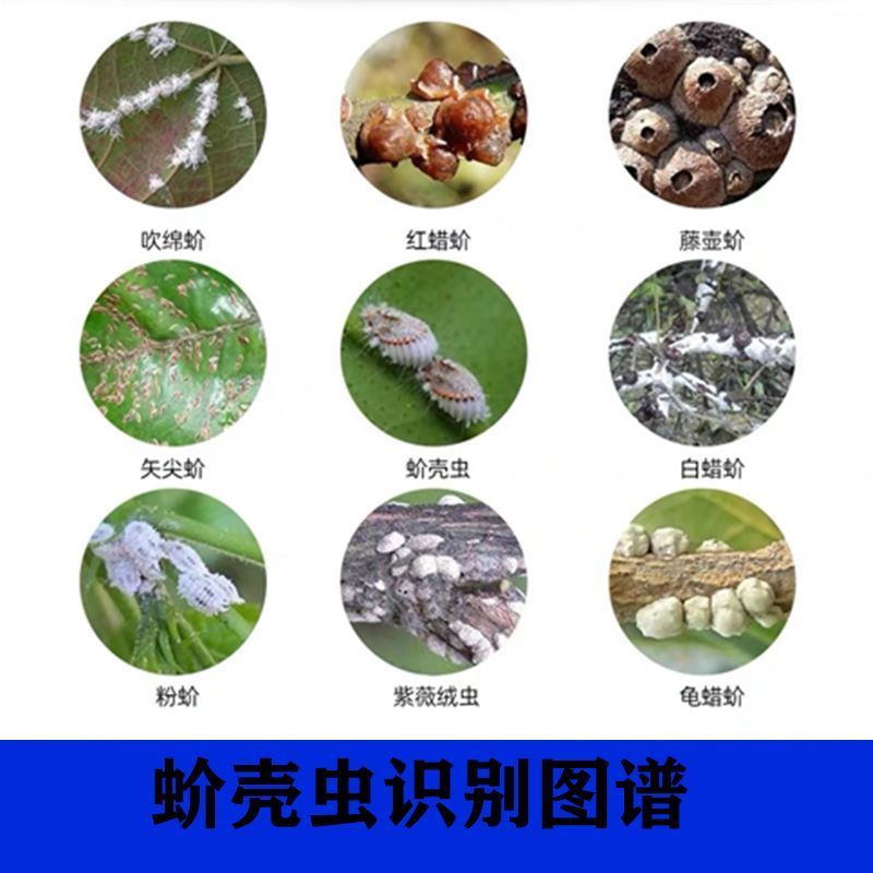 18%吡虫噻嗪酮蚧壳虫药柑橘果树农药杀虫剂蚧壳虫专用