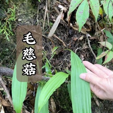 冰球子，学名叫毛茨菇的种子