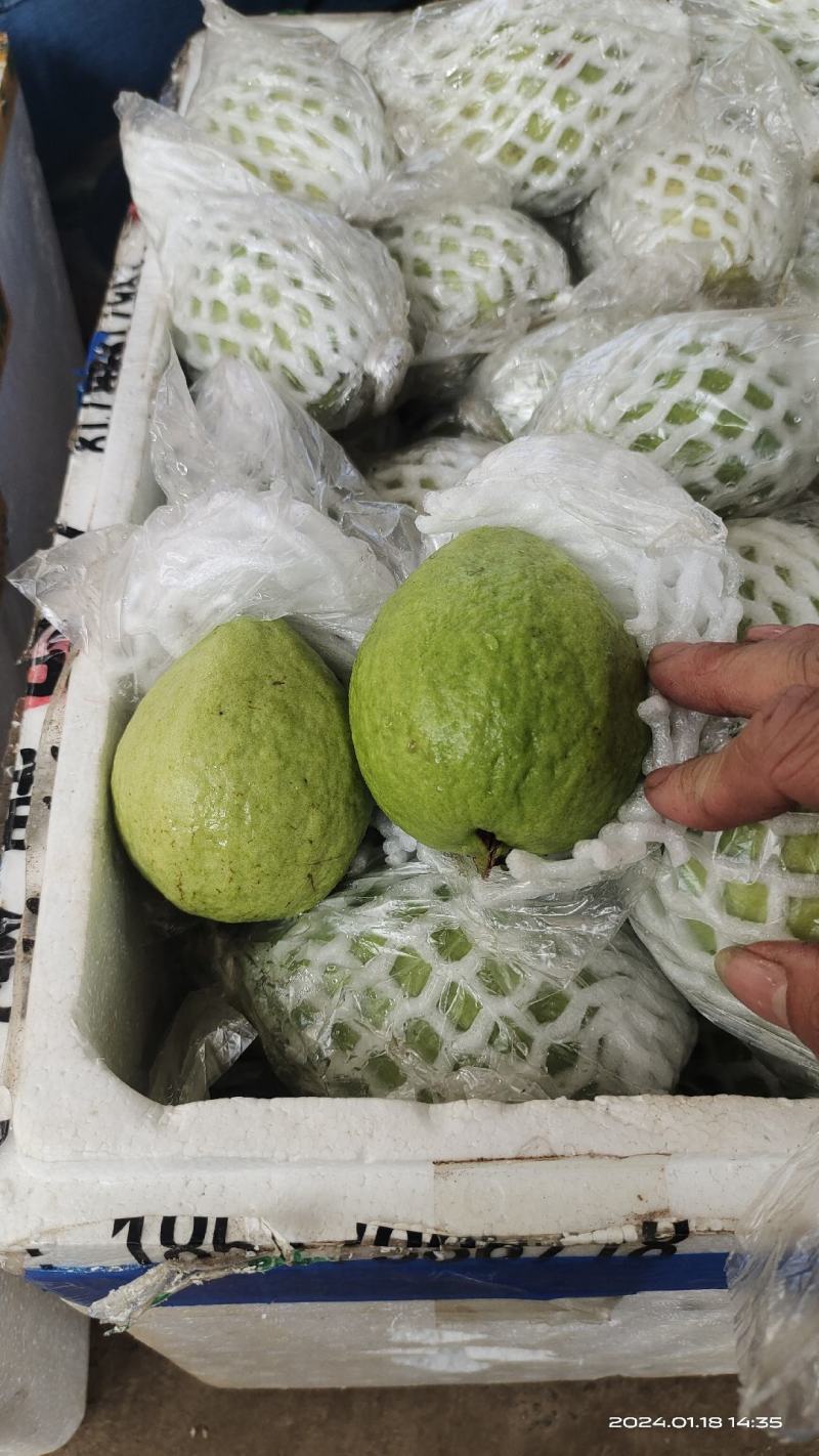 红心珍珠芭乐，产地直接发货，当天摘，当天发货。