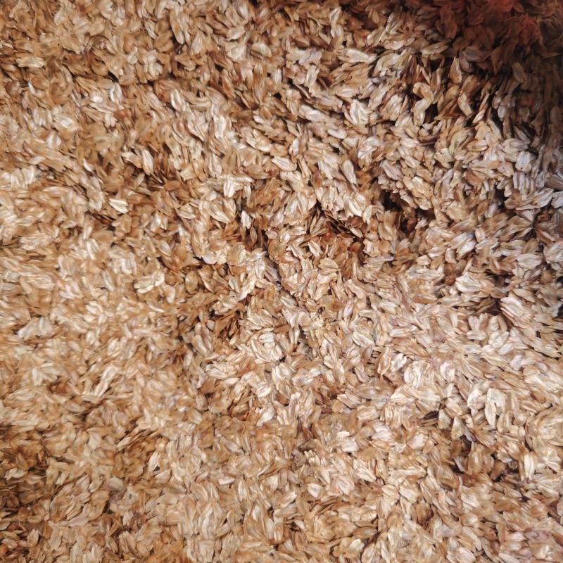【精品】秃杉种子（台湾杉）产地直发货量充足