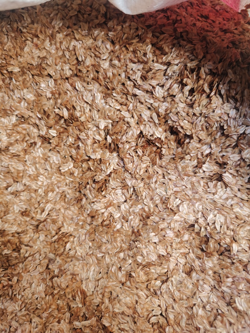 【精品】秃杉种子（台湾杉）产地直发货量充足