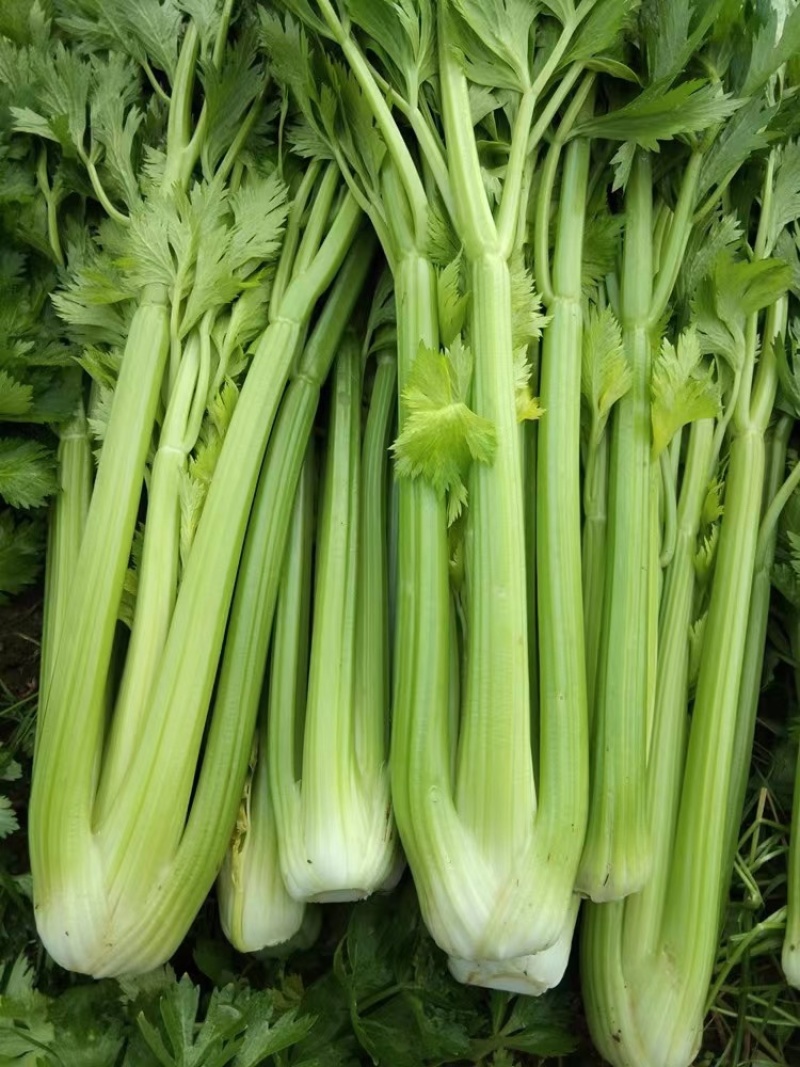 香芹，芹菜，产地一条龙服务，量大从优，价格美丽，