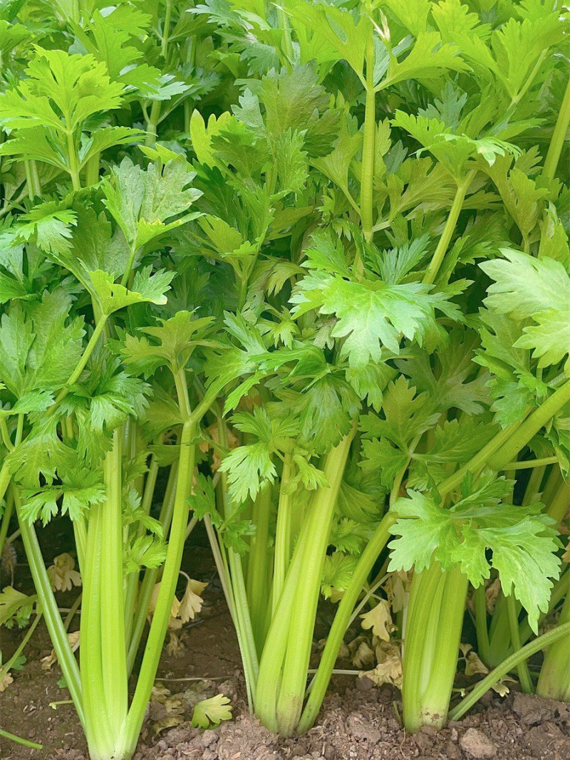 香芹，芹菜，产地一条龙服务，量大从优，价格美丽，