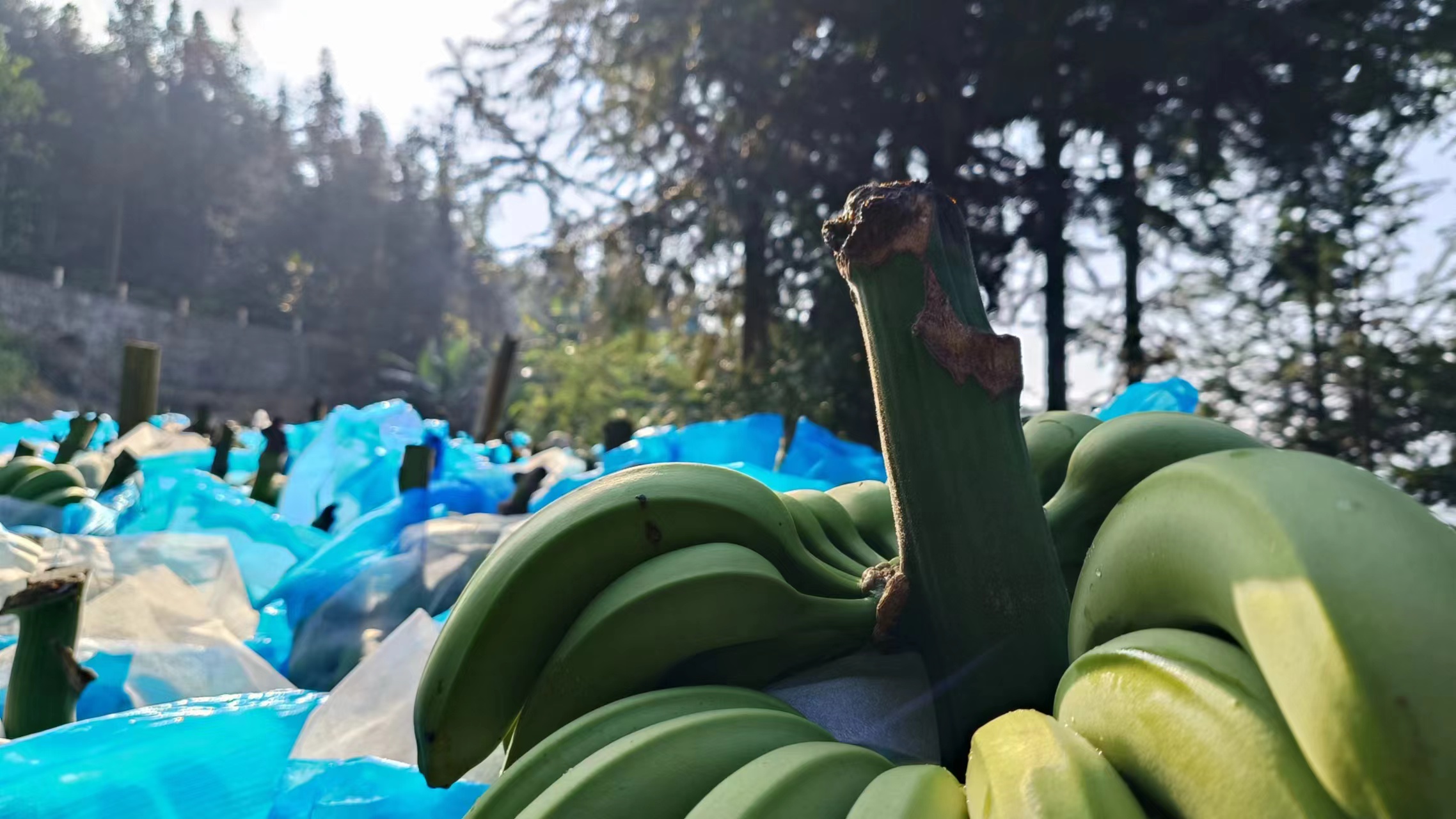 粉蕉种植园实景