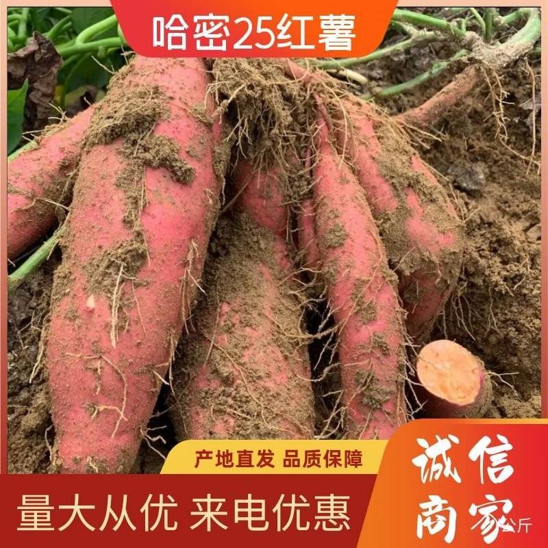 烟薯25号蜜薯河北产地直供软甜爆甜可视频看货欢迎来电订购