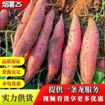【精品】烟薯25脱毒蜜薯河北万亩基地规格齐全大量供货电联优惠