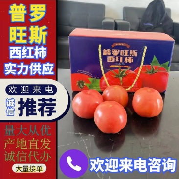 精品普罗旺斯西红柿实力供应商产地直发欢迎来电咨询