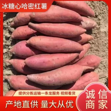 【冰糖心】哈密红薯河北廊坊新货上市万亩种植欢迎老板来电详谈