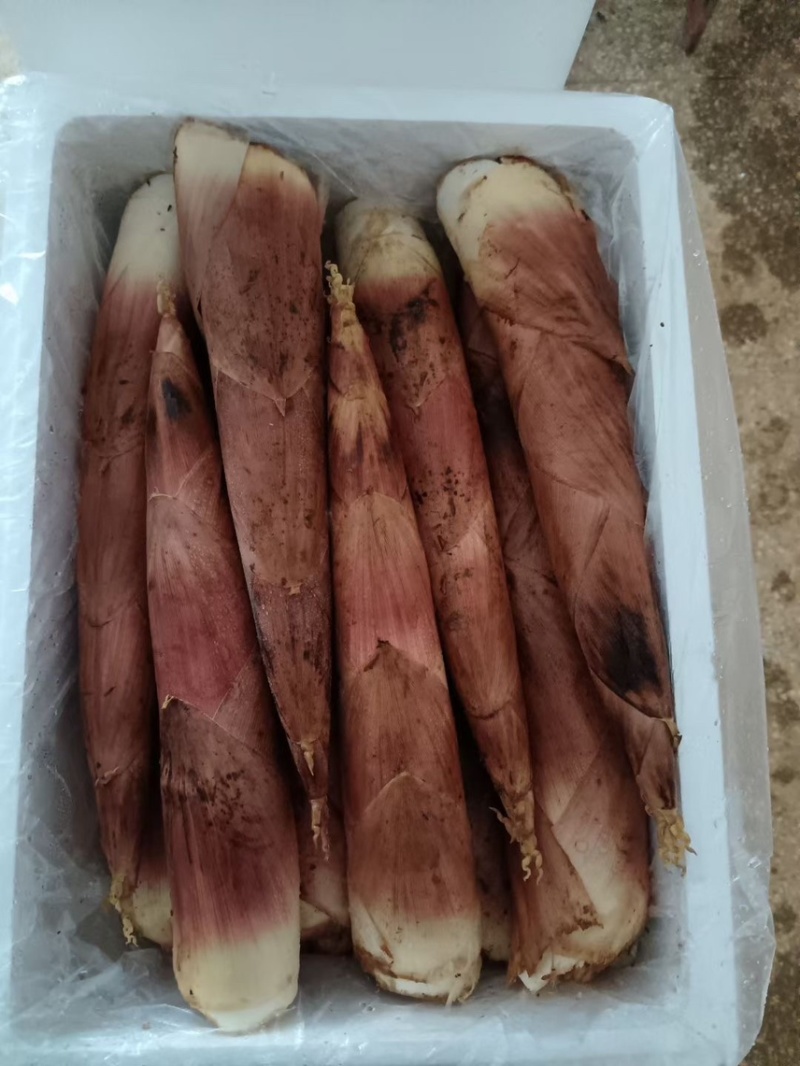 江西雷竹笋大量上市欢迎各大商超合作各种规格齐全