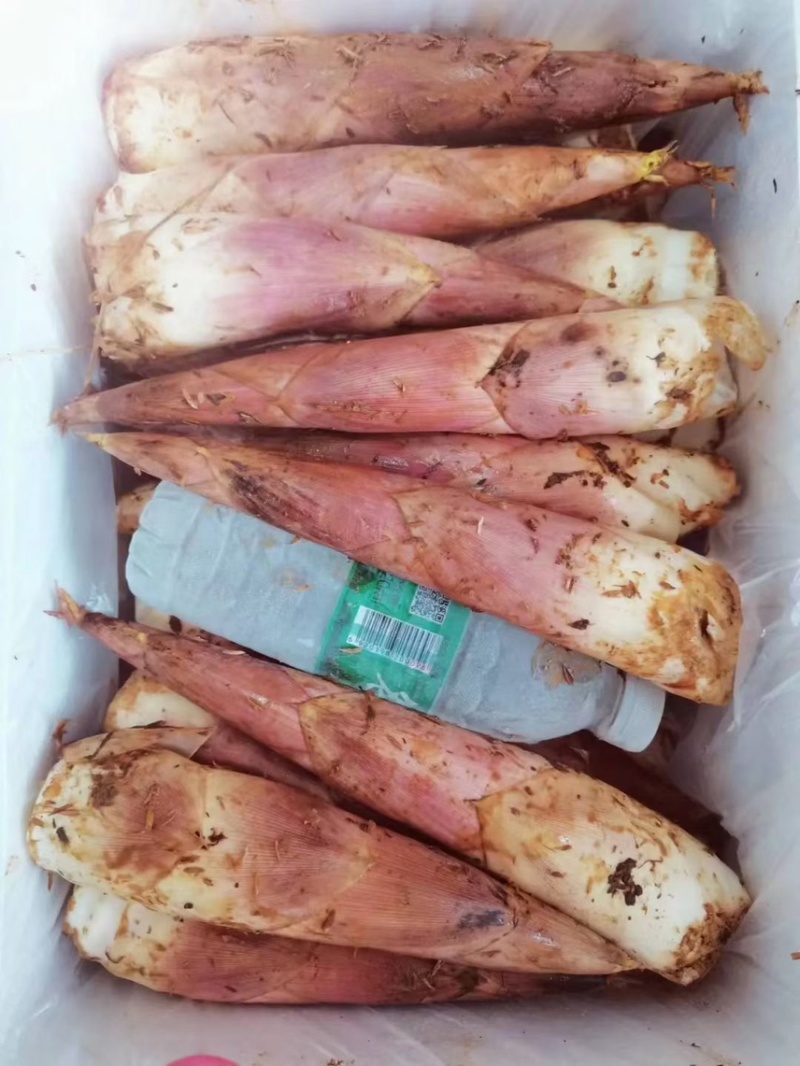 江西雷竹笋大量上市欢迎各大商超合作各种规格齐全