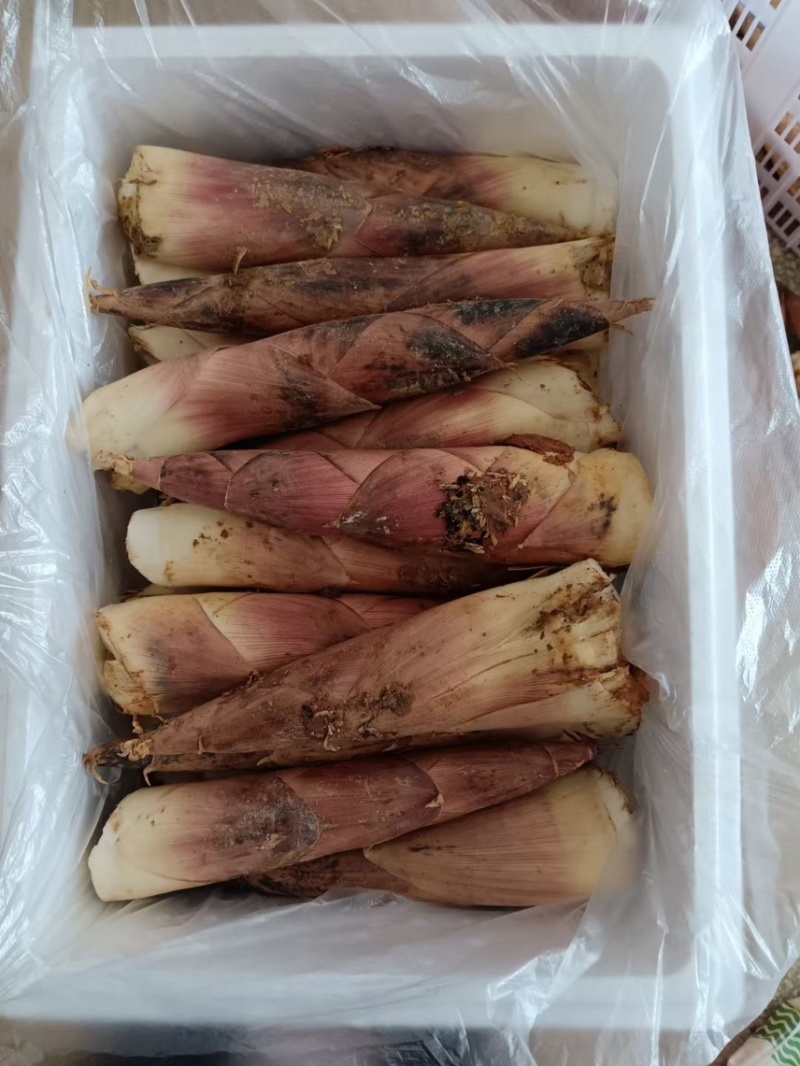 江西雷竹笋大量上市欢迎各大商超合作各种规格齐全