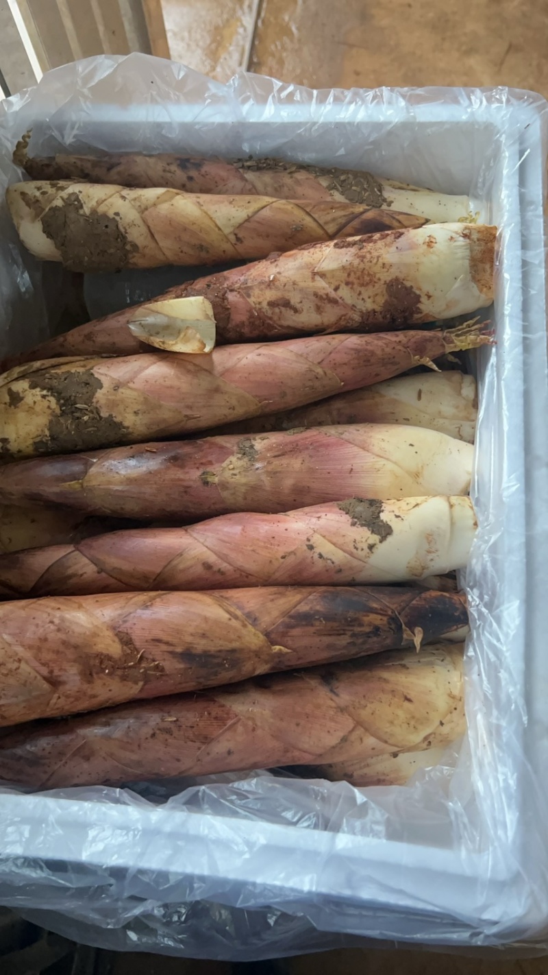 江西雷竹笋大量上市欢迎各大商超合作各种规格齐全