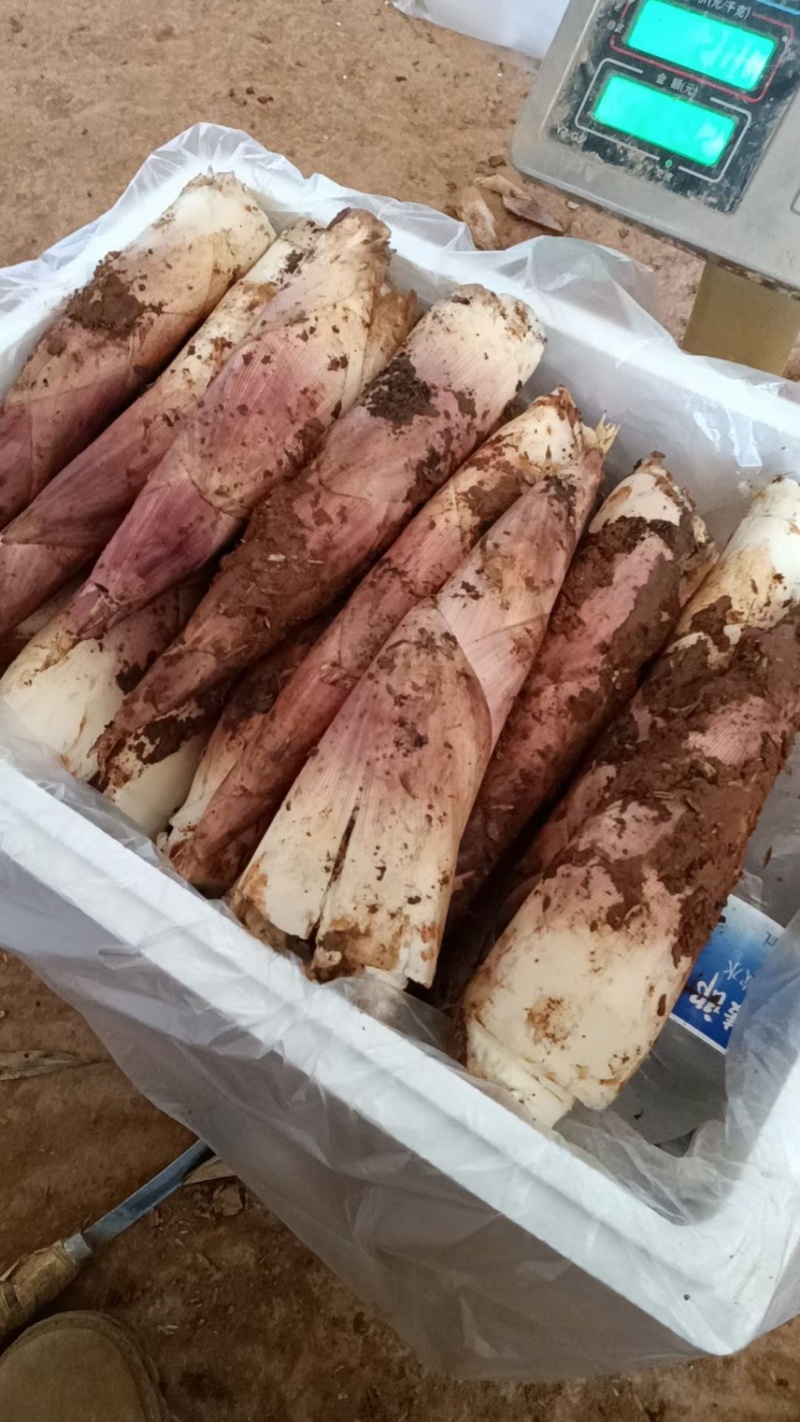 江西雷竹笋大量上市欢迎各大商超合作各种规格齐全
