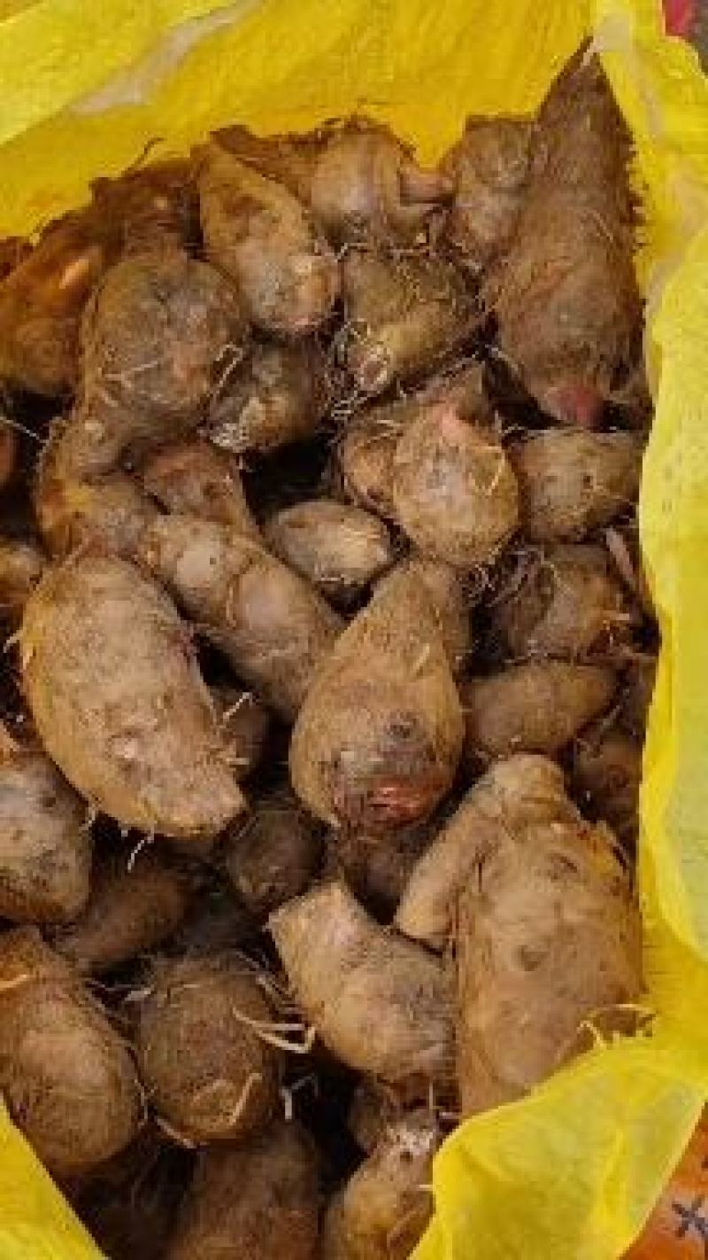 甄选精品红芽芋四川高山种植品质好口感好诚信经营